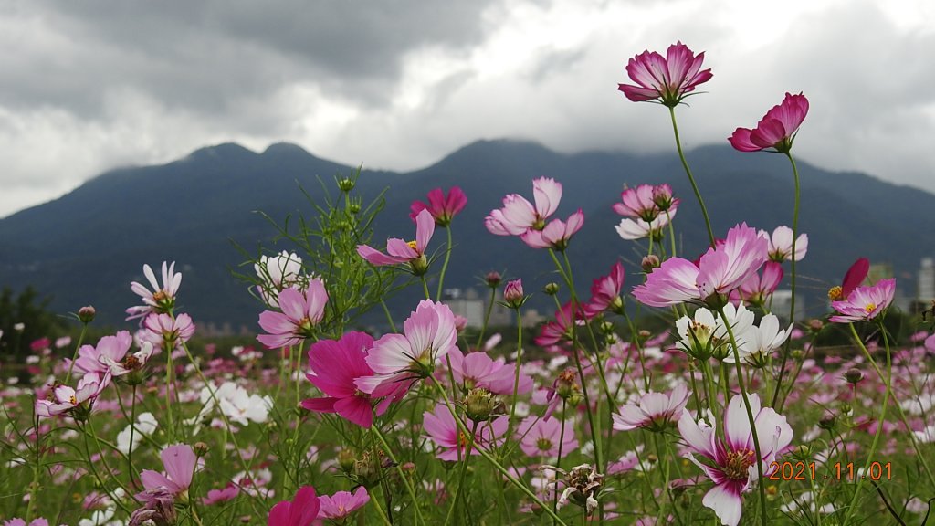 追花是簡單的快樂，賞花是恬淡的幸福。_1500789