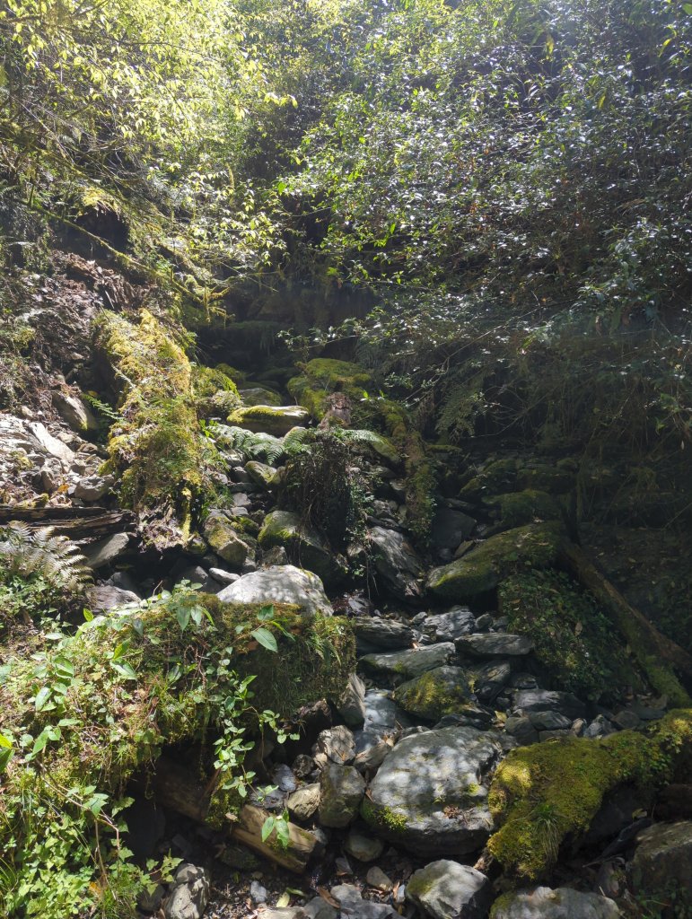 2023.04.16－拉拉山神木步道_2115980