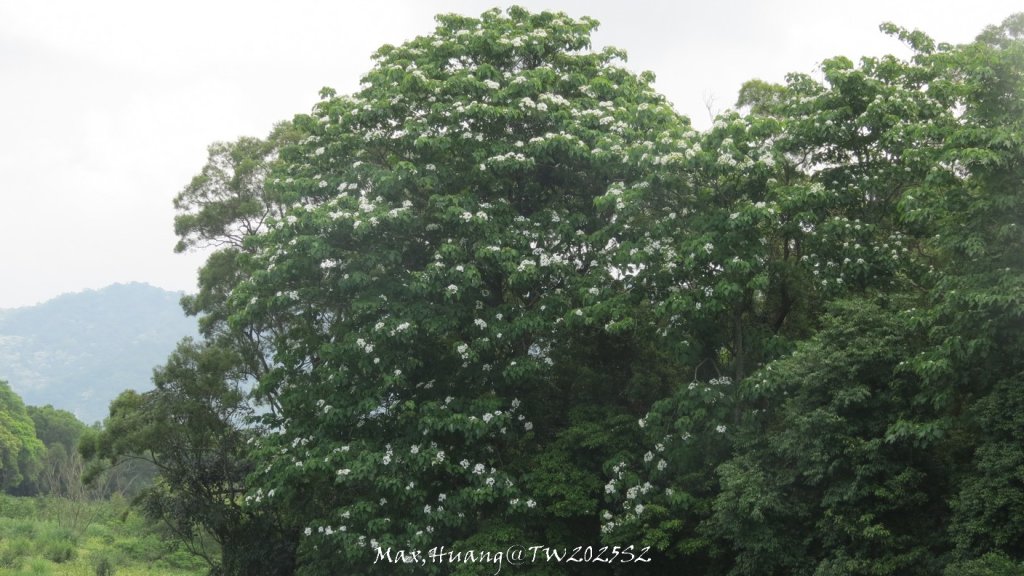 《苗栗》桐花茶園｜四月雪小徑登慈濟山三義山20250427_2771269