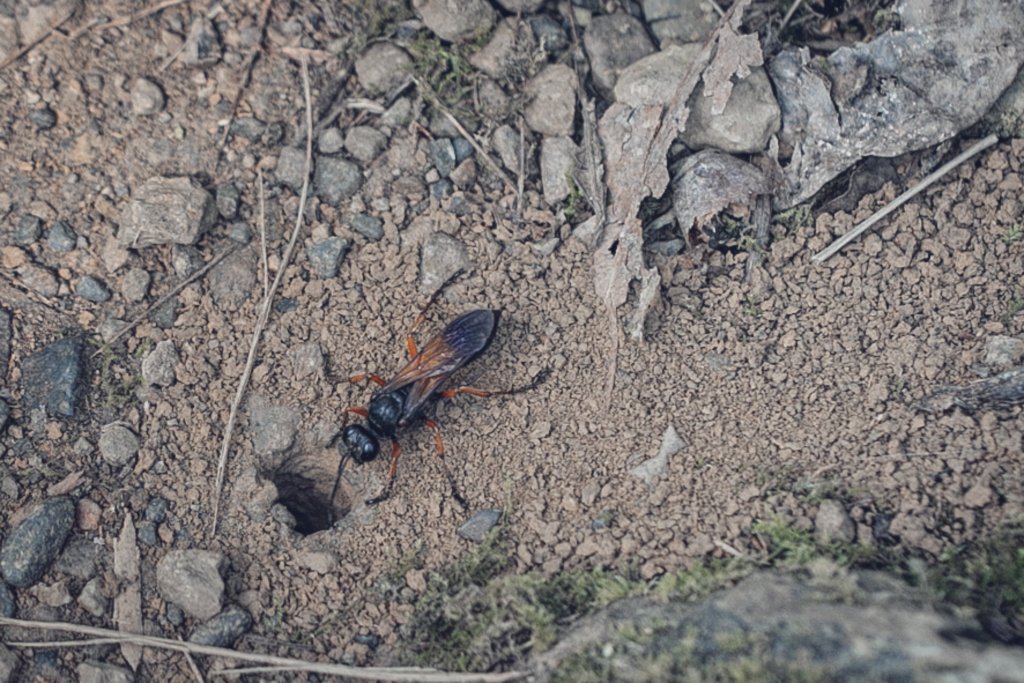 從新北走到宜蘭-坪溪古道 & 石空古道_1839439