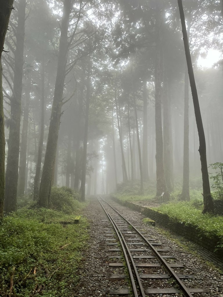 阿里山水山巨木步道封面圖