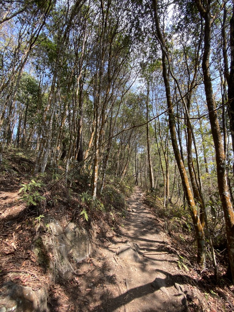 谷關七雄-東卯山原路線來回_2059281