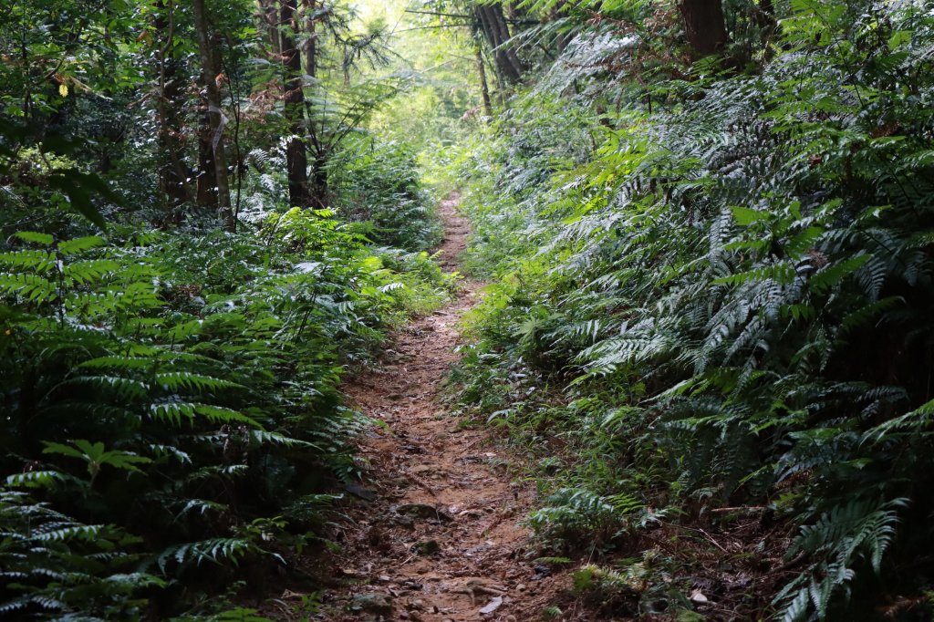 重返樟之細路：八角崠山脈縱走_1886630