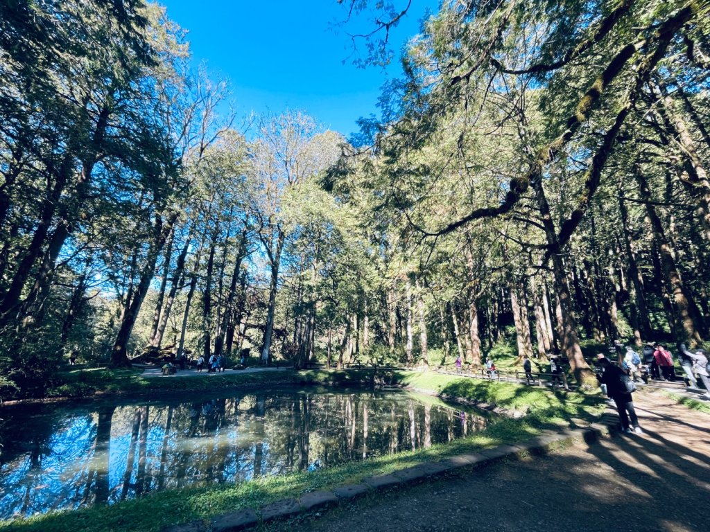 20251209 阿里山-小笠原觀景平台、祝山觀日步道_2959847