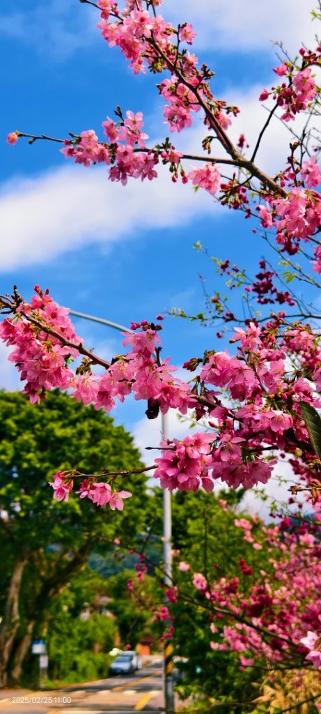 追花是簡單的快樂，賞花是恬淡的幸褔 2/25_2720160