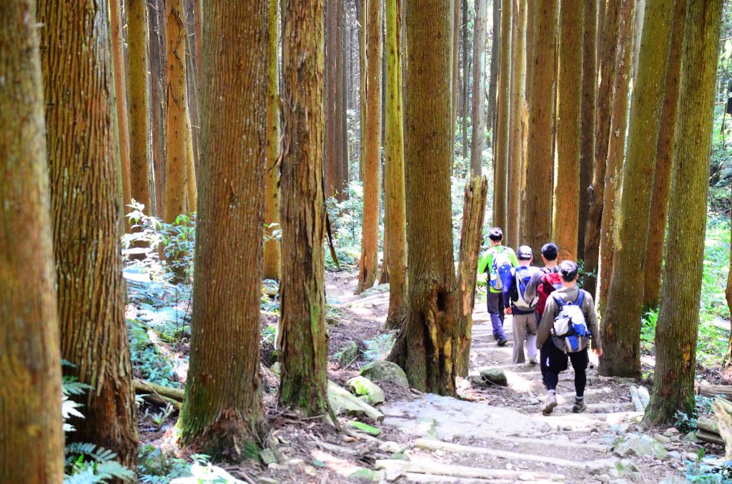 會呼吸的森林步道....加里山_103255