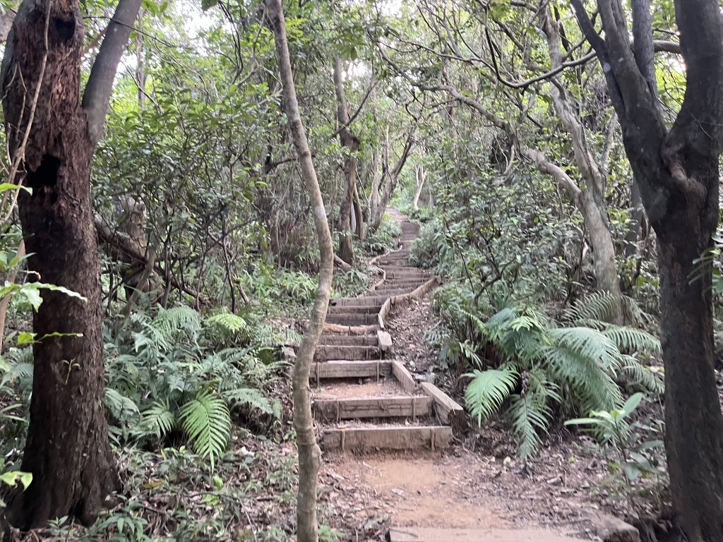 [山頂鳥40周年會員大縱走-14/15] 2024_0804 劍潭山親山步道_2566202