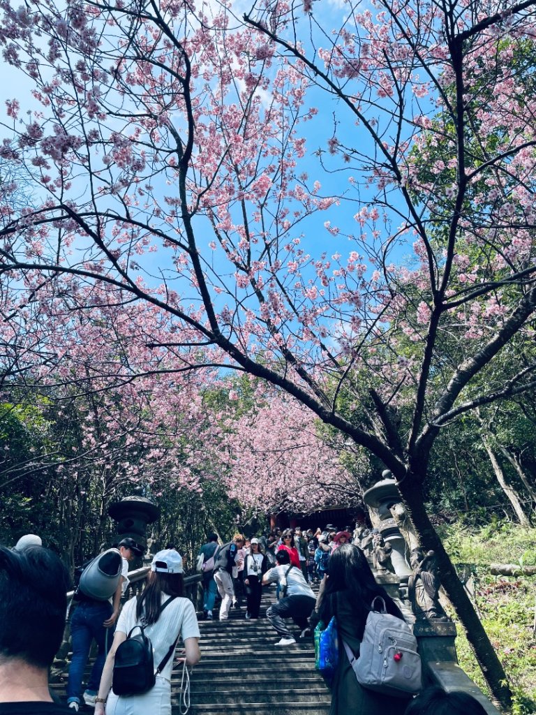 20250228 碧山巖賞櫻&鯉魚山步道_2736092