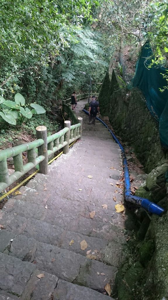 天母水管路步道～台灣獼猴不期而遇_315851