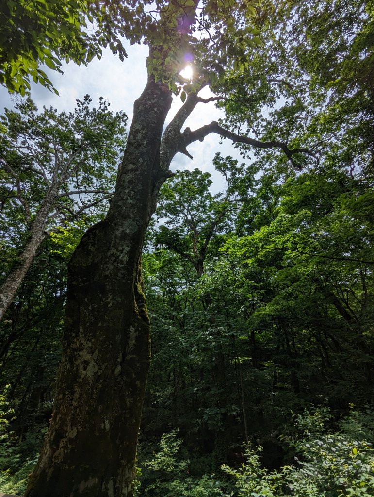 2023-06-14 十二湖（日本）_2793250