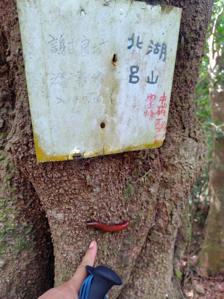 白藍狐貍出狐貍尾/狐貍縱走_2796264