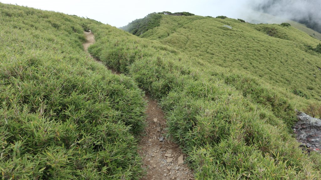 奇萊主山登山健行趣(百岳20號)_2290016