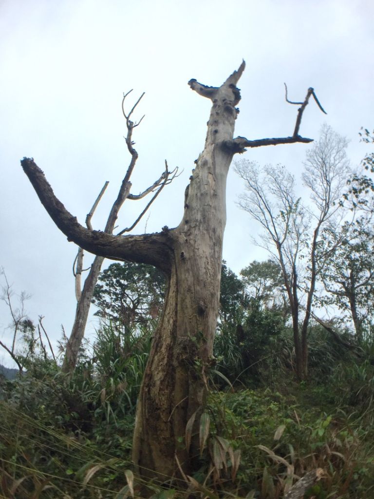 煙雨濛濛關刀山出關古道_208884