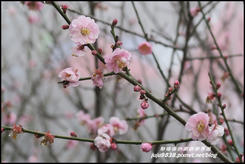 苗栗。獅潭協雲宮雲霧中賞櫻花_261290