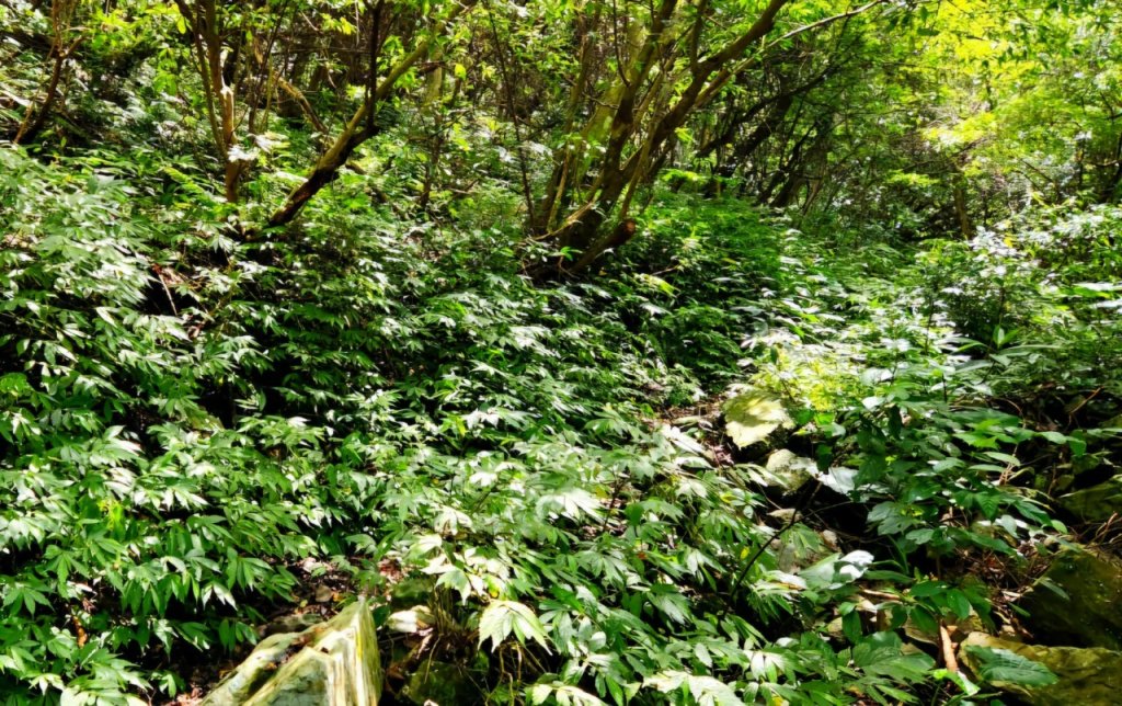 【中級山】與山毛櫸的邂逅，逐鹿山_2742646