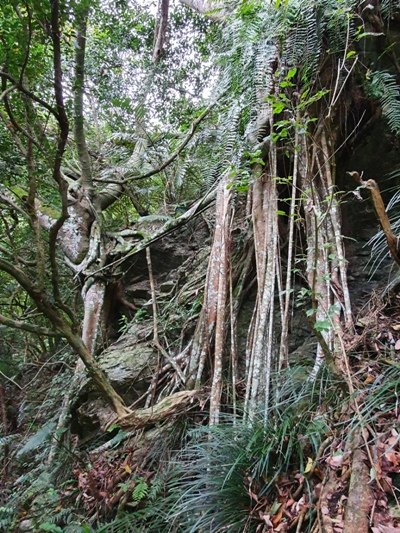【花蓮秀林鄉】立霧山步道_905344