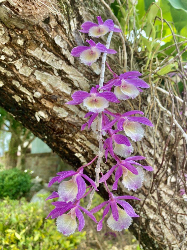 嘉義賞花趣--天宮石斛花瀑、竹崎公園花旗木    2021/4/14_1349420