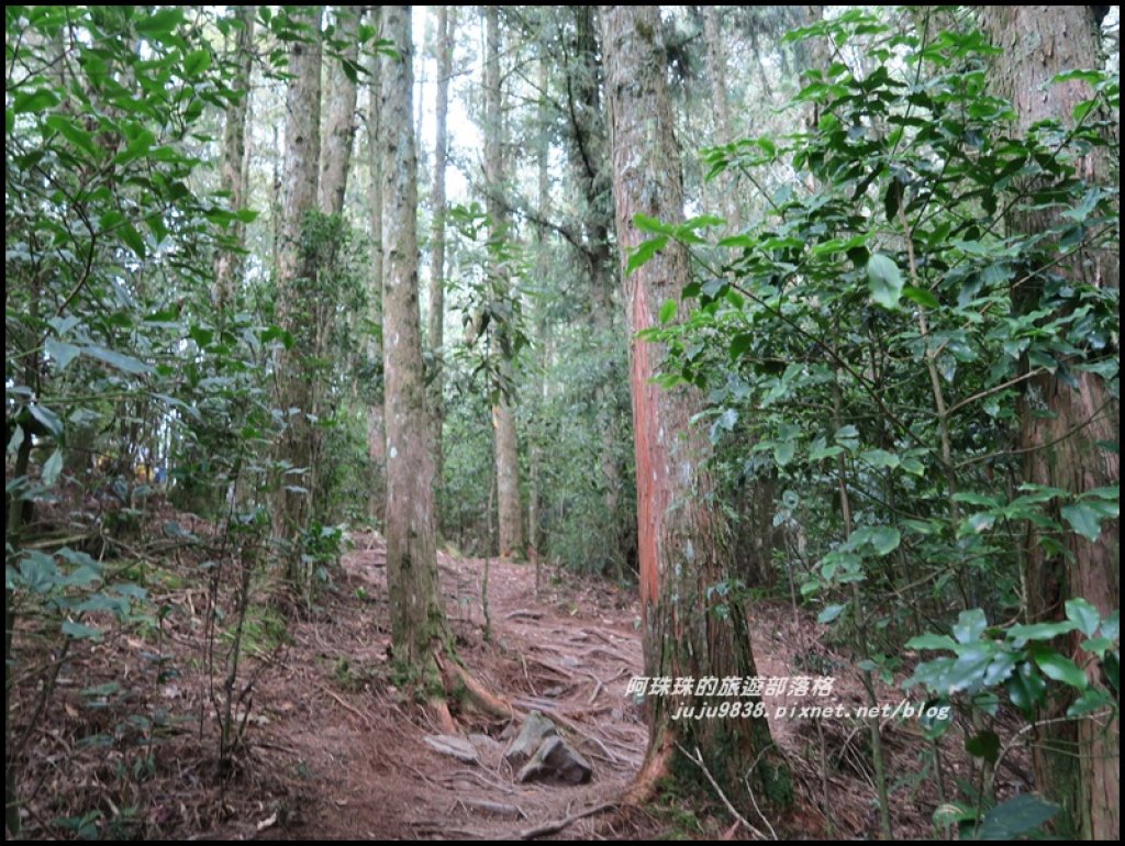 冬季限定捎來山上的浪漫紅地毯_486803