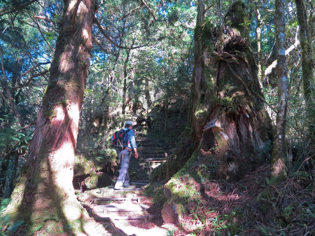 太平山檜木原始林→鐵杉林步道P型_261433