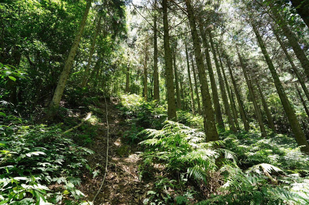 苗栗 南庄 神桌山、大屋坑山、細湖頂山、象山_2533595