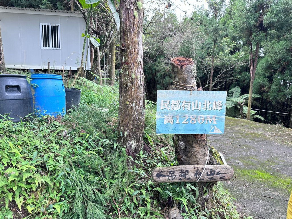 絕美柳杉林民都有山涼爽舒適_2604492