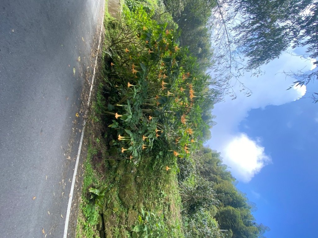 嘉義番路-二延平步道_2613852