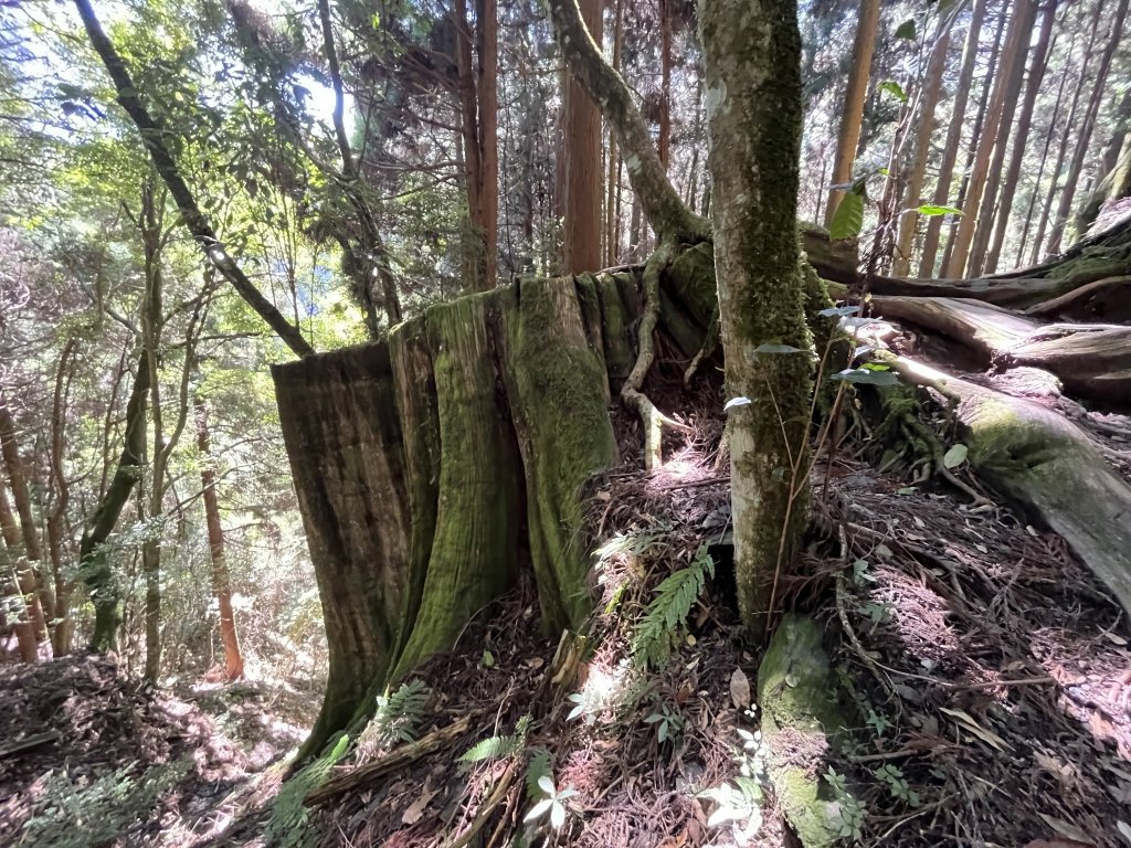 [森遊竹縣-04/10] 2023_0923_檜山巨木森林步道封面圖