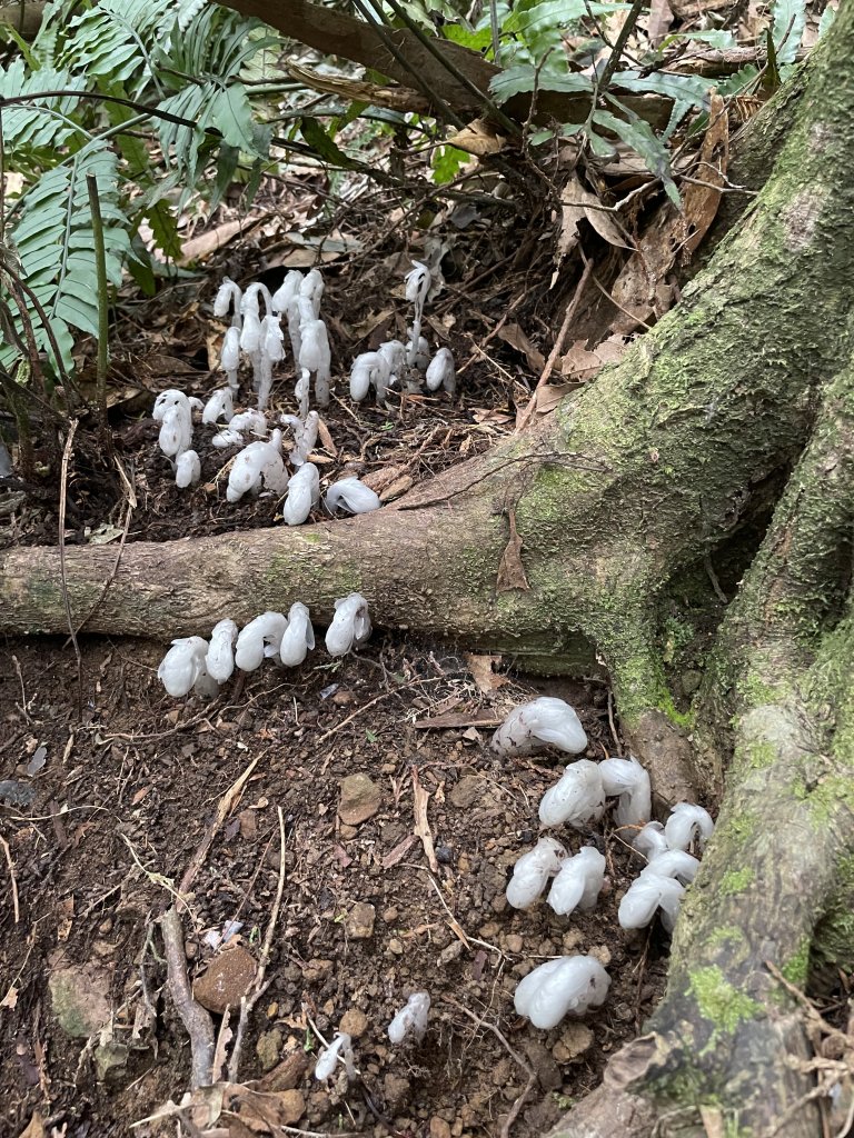 喜遇水晶蘭及翹距根結蘭-北得拉曼巨木步道1110310_1636124