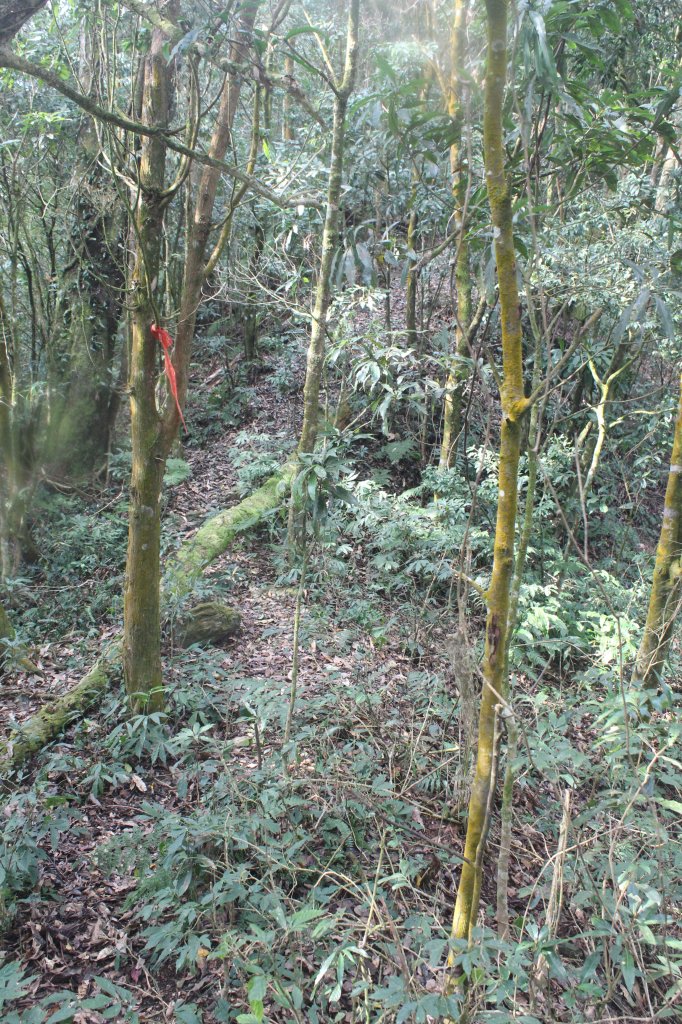 20240212屏東鱈葉根山-日湯真山縱走_2431738