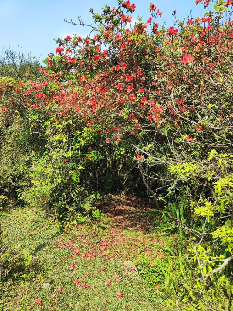 坪頂古圳-荷蘭古道-高頂北五指杏林山-石梯嶺擎天崗封面圖