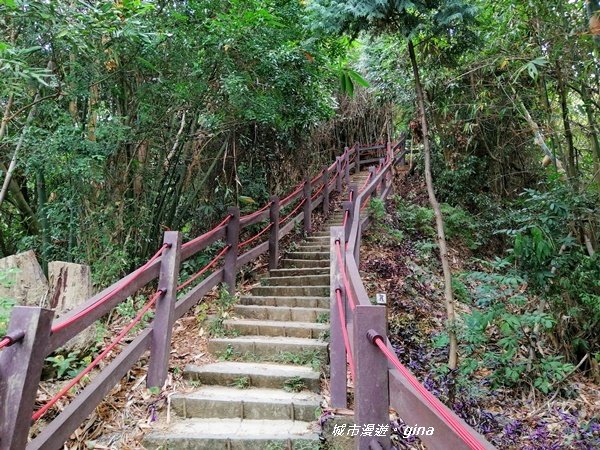 台中~蒼鬱森林芬多精~聚興山新田登山步道_1258895