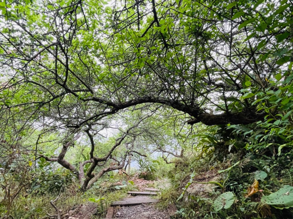 1120225關仔嶺 雞籠山_2042149