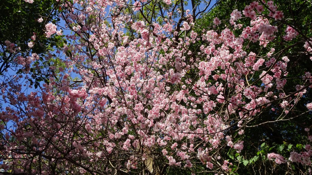 碧山巖櫻花_2035624