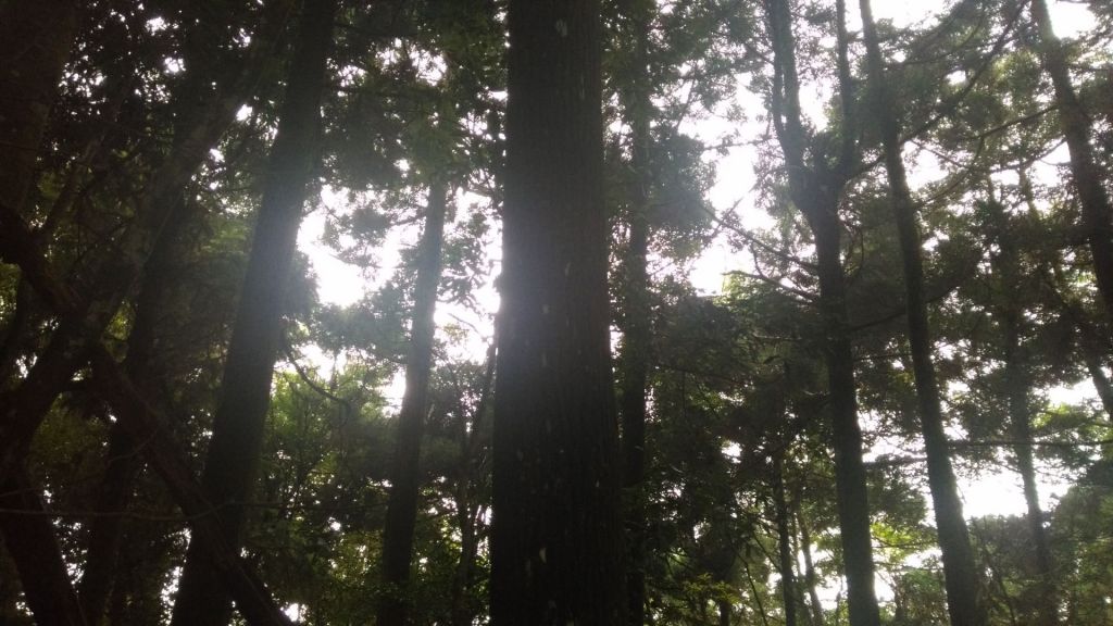 木馬古道，雲嶺之丘，五元二角亭_377198