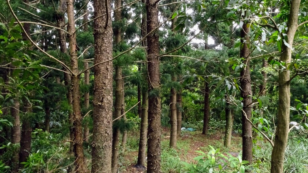 樹梅古道,不二法門_2240083
