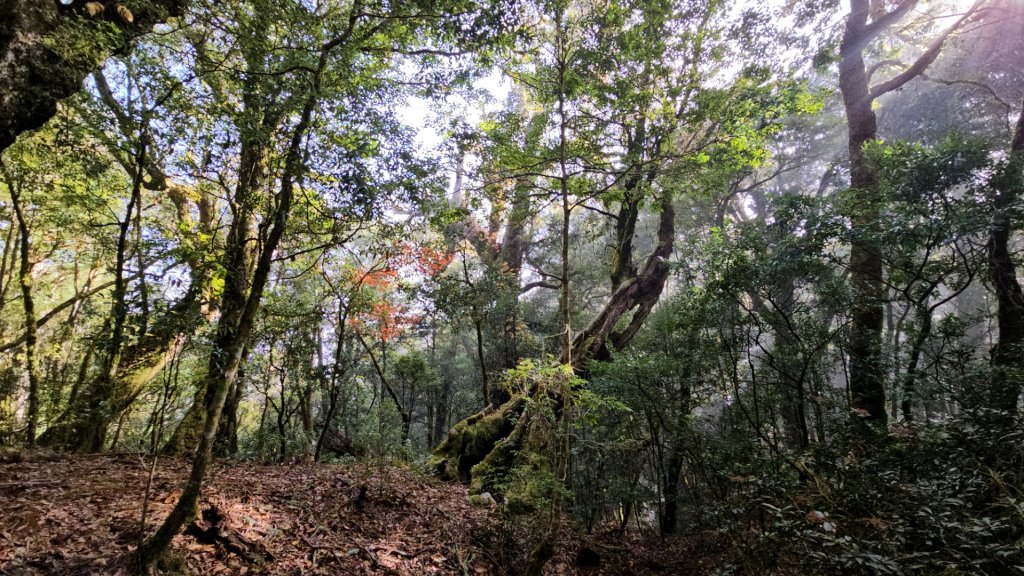 追趕跑跳蹦的羅馬縱走_2666208