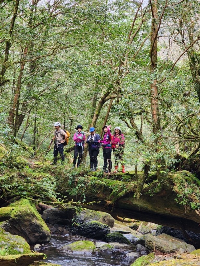 復興赫威神木_2748204