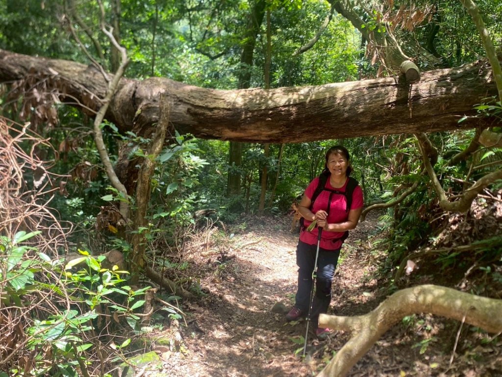 苗栗縣獅潭鄉鳴凰古道O型縱走_2803665