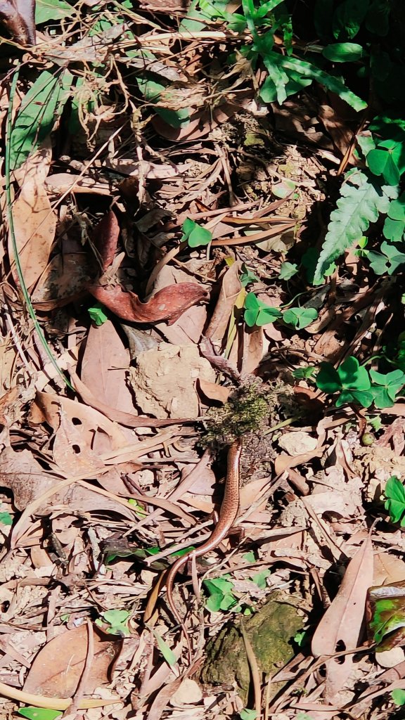 象、獅、豹、虎山（四獸山）、九五峰、南港山、拇指山_2094085