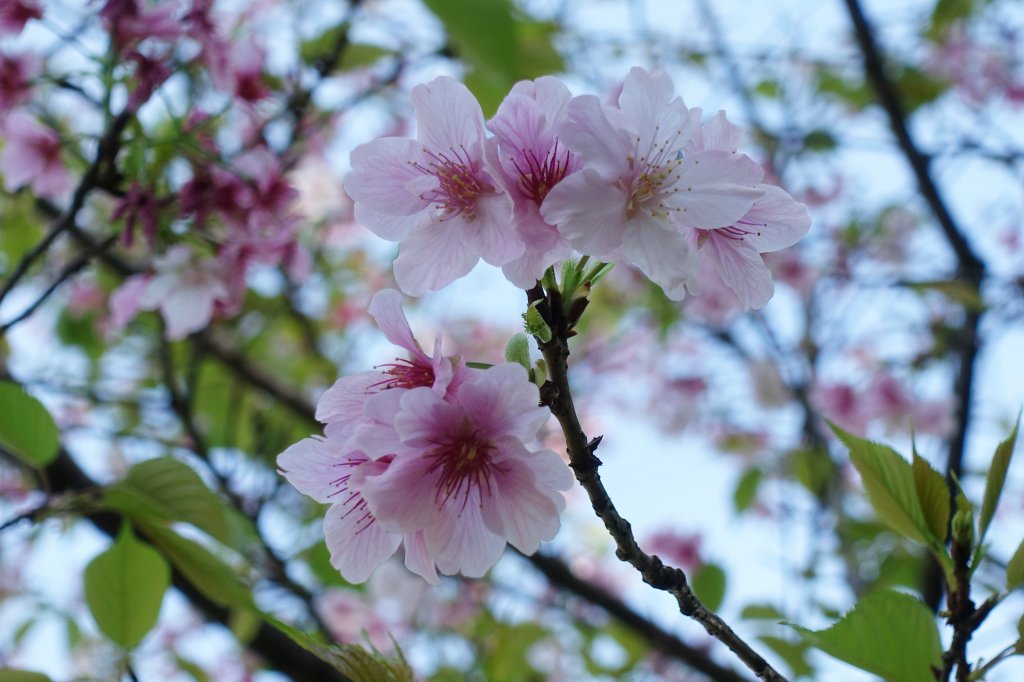 中正紀念堂賞櫻_1277215