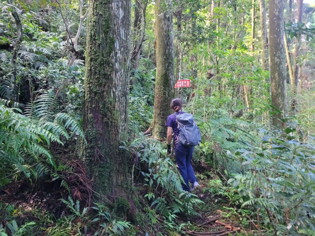 20230812 志繼山 東眼山 拉卡山 卡外山  東眼四瞳 東眼山國家森林遊樂區_2245979