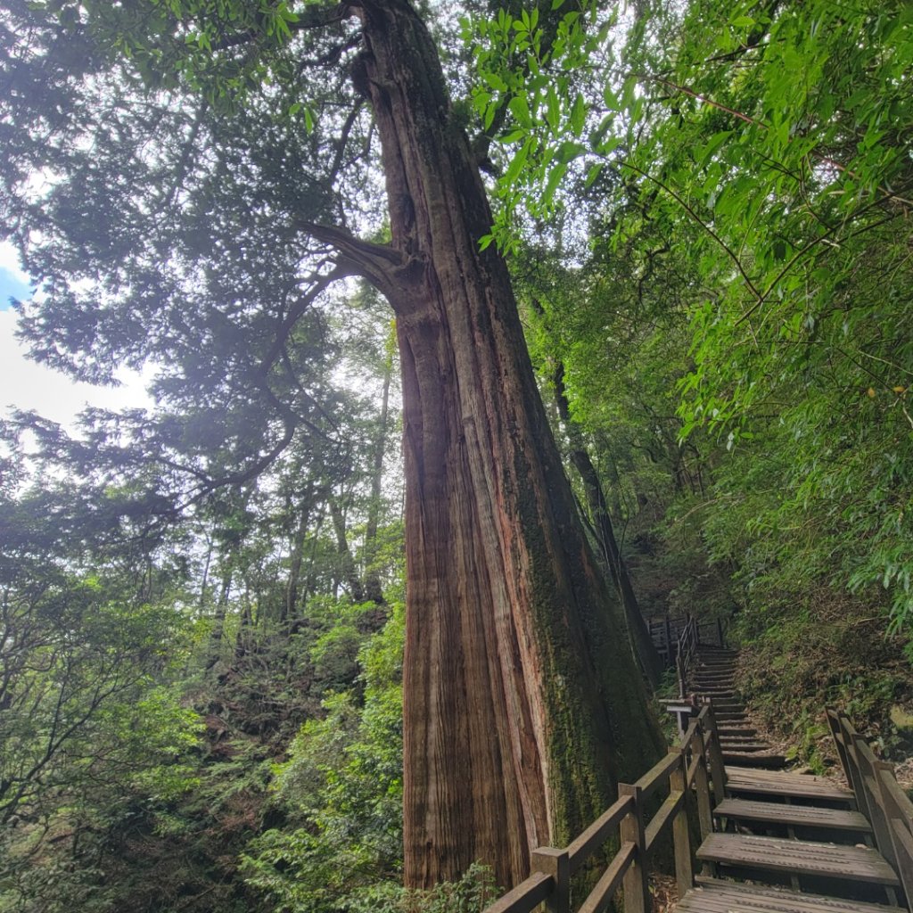 大雪山森林遊樂區森林浴步道_2543602