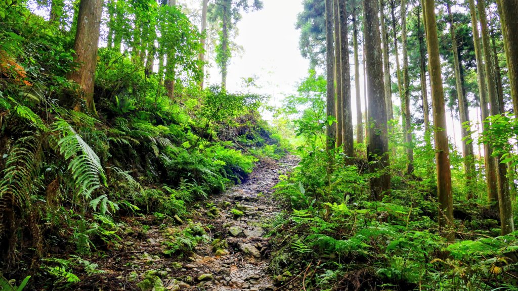 魔幻森林_2882095