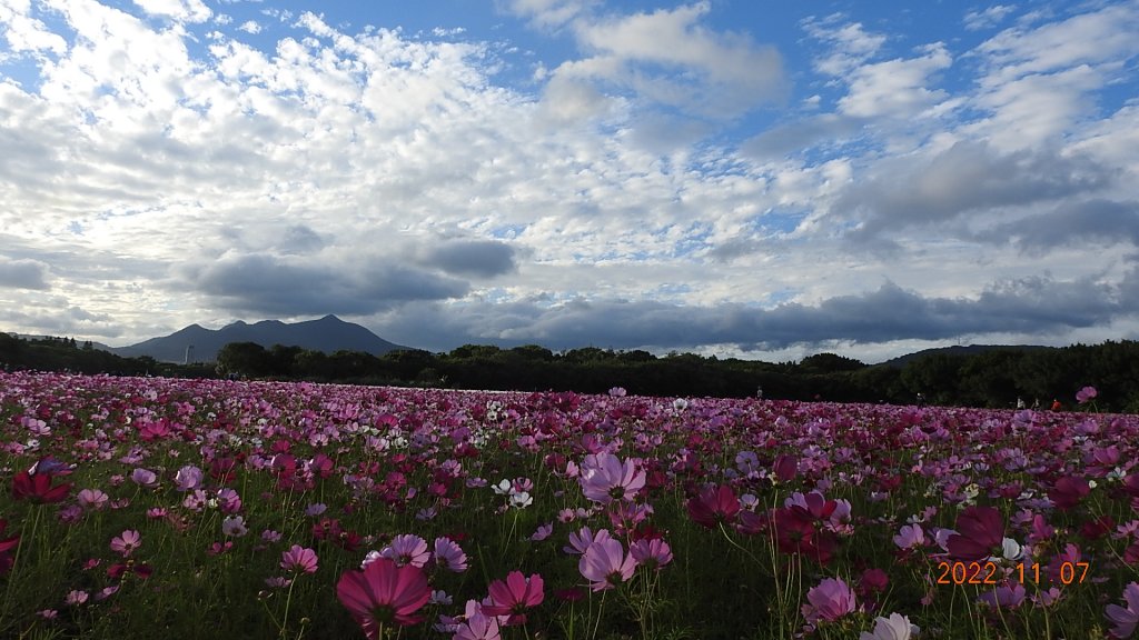 2022愛戀關渡花現幸福_1902443