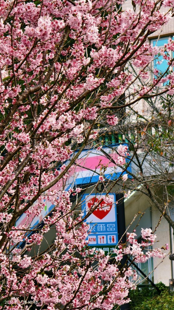 2/20 #天元宮 #墨染櫻(香水櫻)  #楓樹湖 #木蘭花(辛夷)_2716226