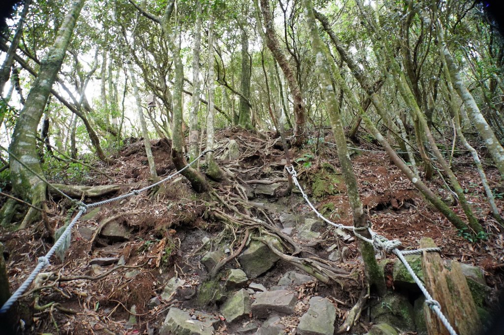 臺中 和平 橫嶺山、沙蓮山、笛吹山_2974929