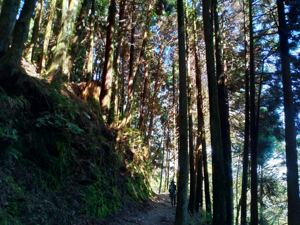 檜山巨木群步道_1662859