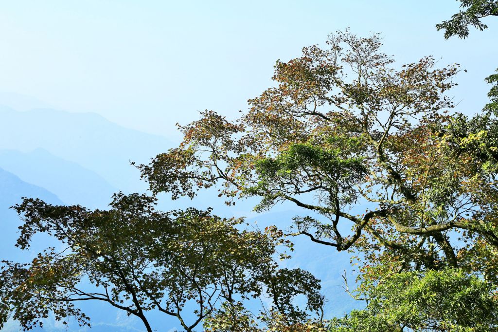 大武地壘---鐵杉-雲海-月色-變色葉_140728