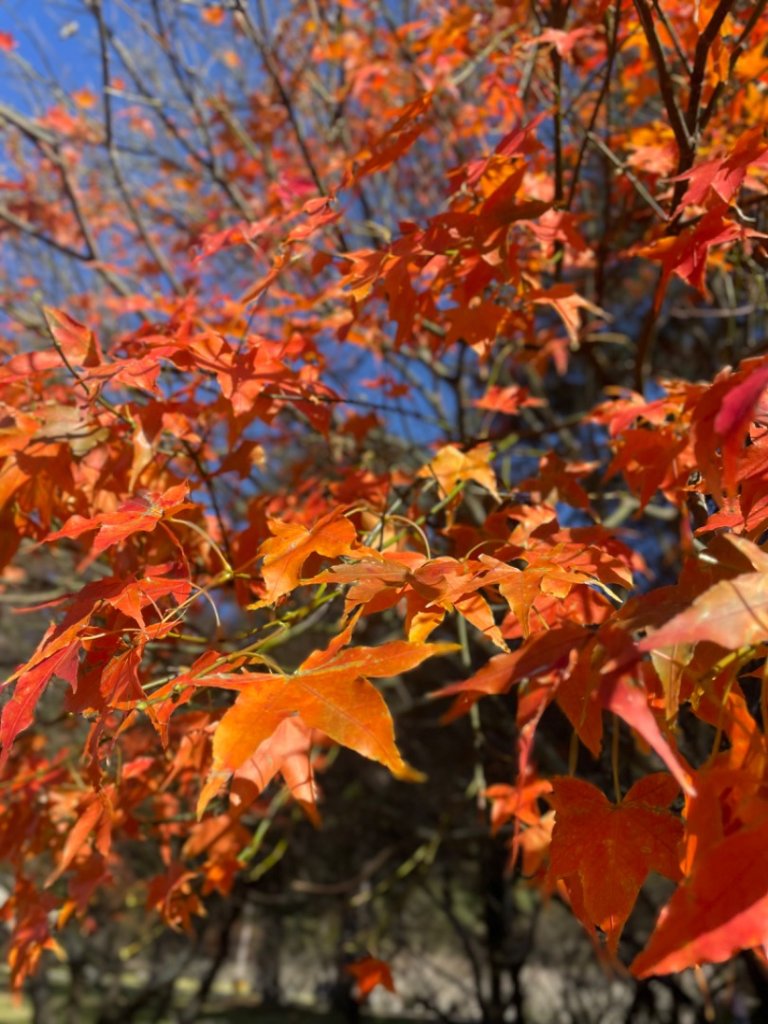 上武賞楓紅黃橙橙銀杏🍁_2667833