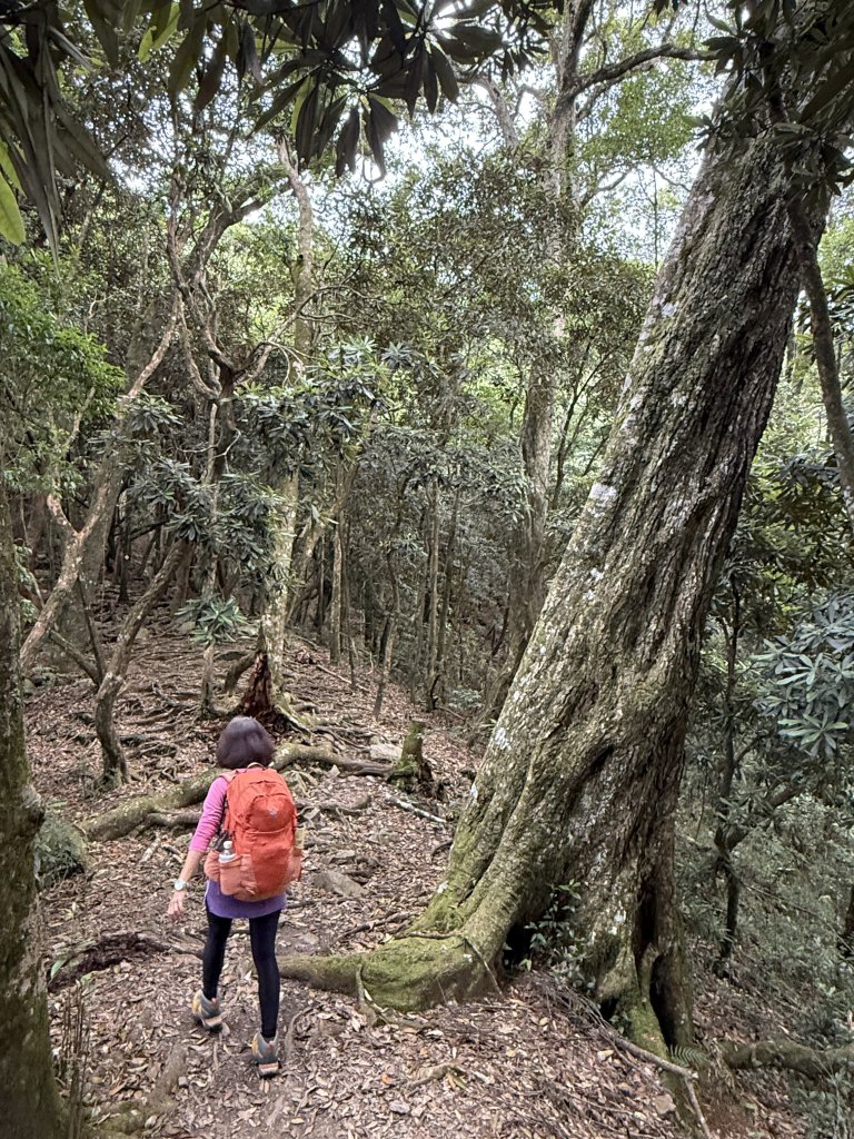 鳶嘴山+稍來神木 20250830_2873848